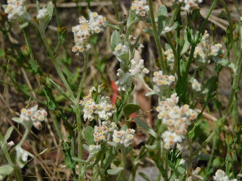 Image of Vellereophyton dealbatum (Thunb.) Hilliard & Burtt