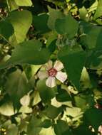 Image of Abutilon percaudatum Hochr.