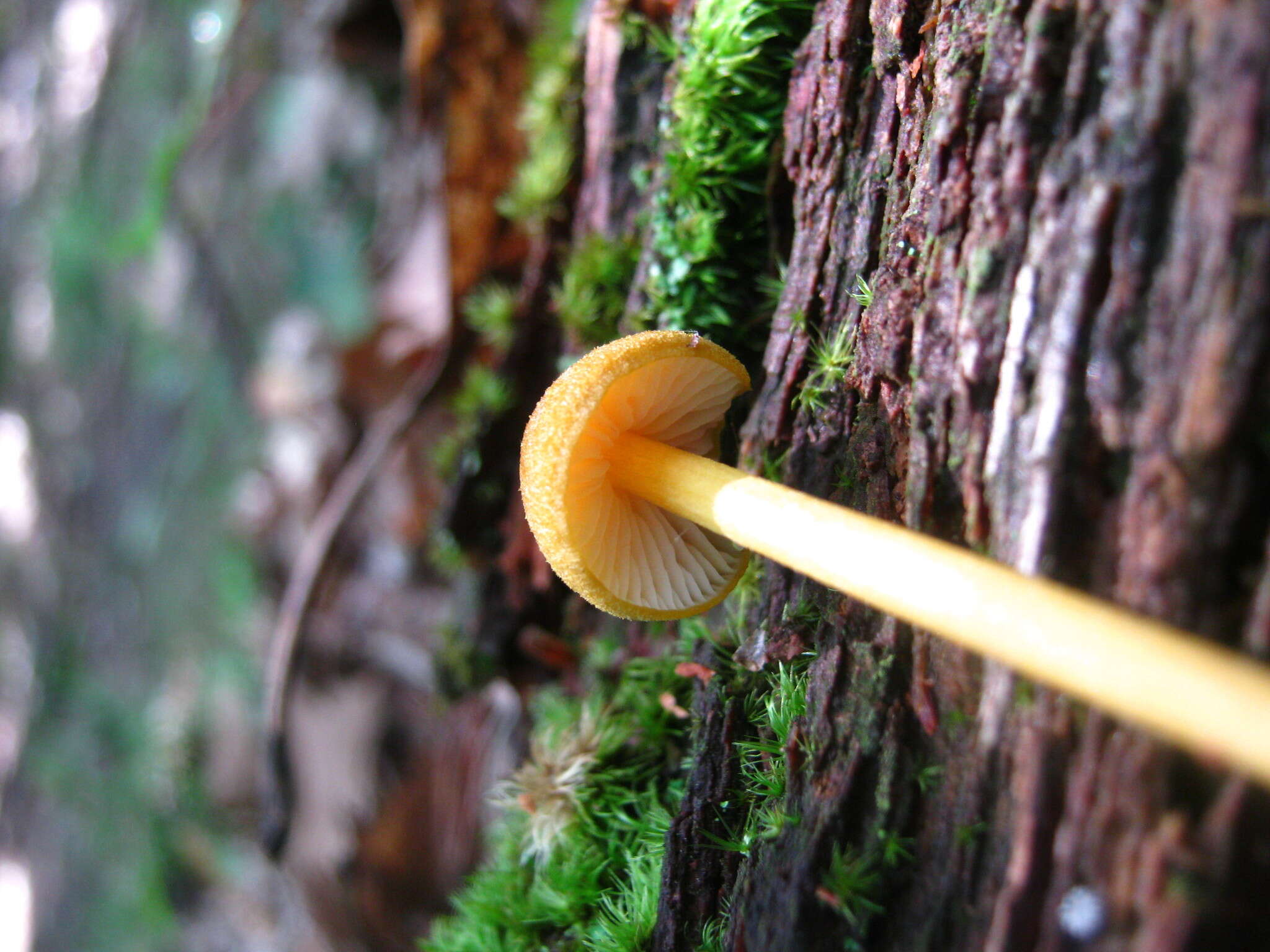 Image of Entoloma luteum Peck 1902