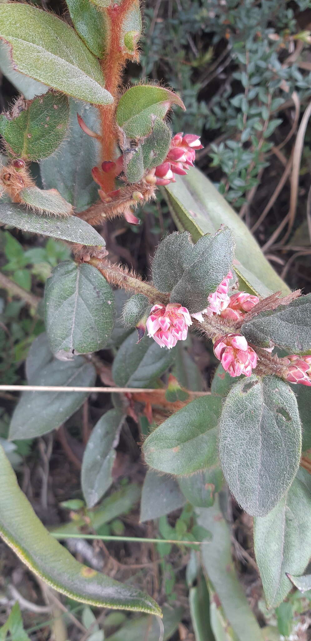 Image de Gaultheria glomerata (Cavanilles) Sleumer