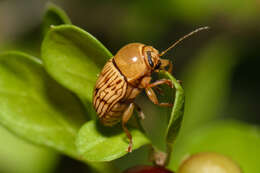 Cryptocephalus fulguratus J. L. Le Conte 1880 resmi