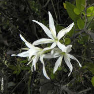 Image of Leucocoryne alliacea Lindl.