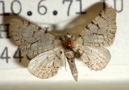 صورة Eupithecia venosata Fabricius 1787