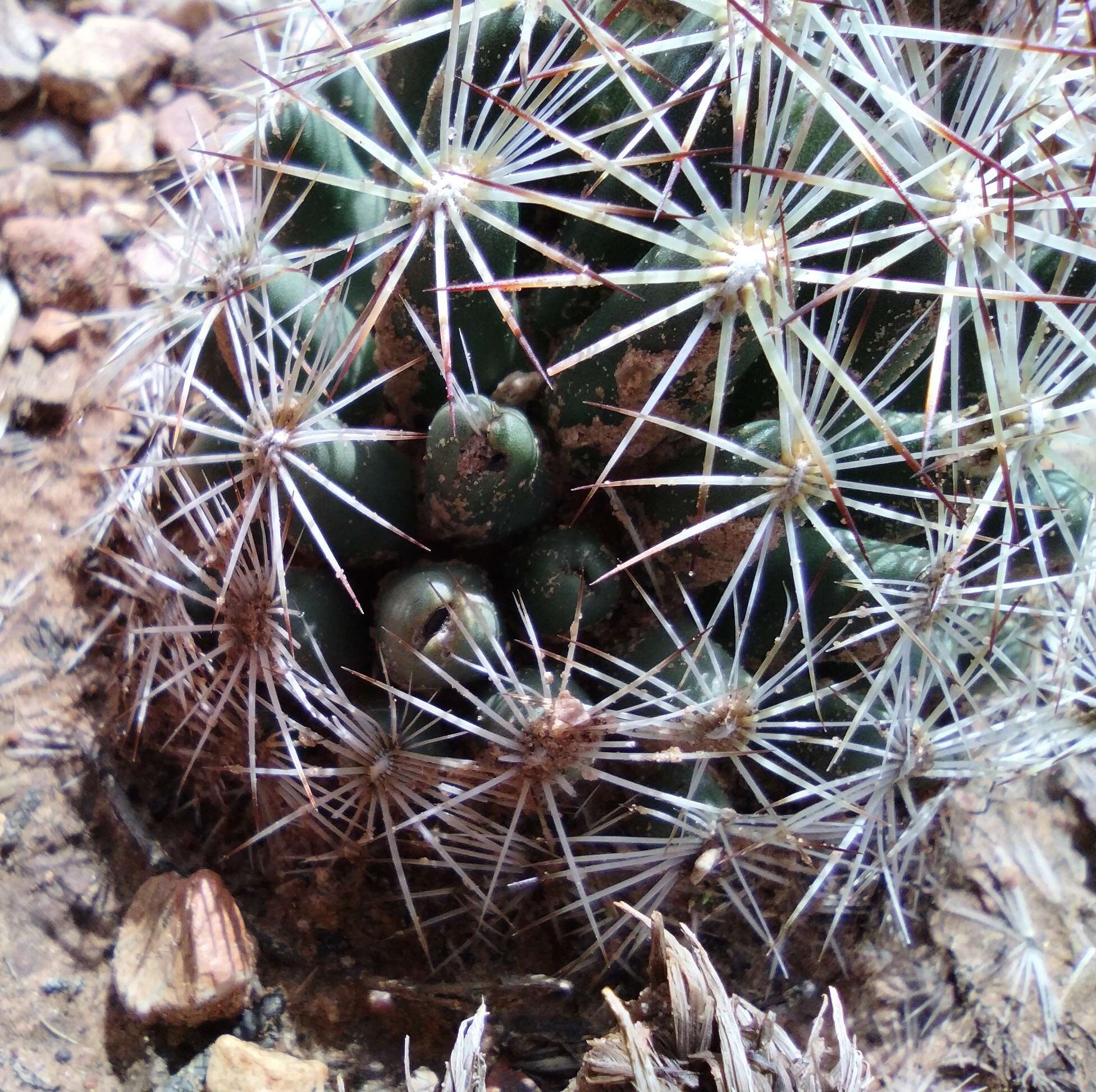 Image of Pincushion Cactus