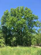 Image of shellbark hickory