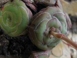 Image of Crassula cremnophila E. van Jaarsveld & A. E. van Wyk