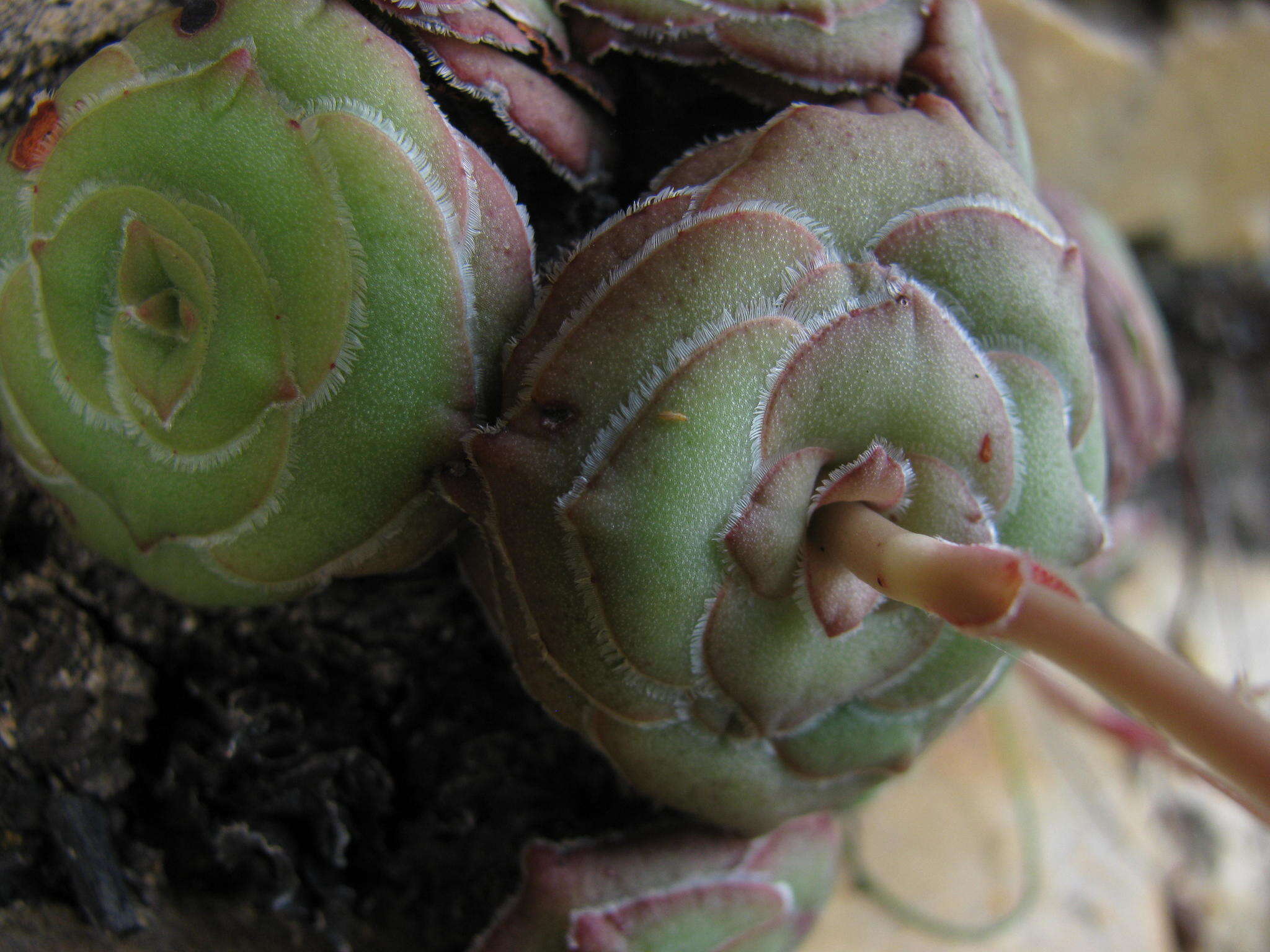 Image of Crassula cremnophila E. van Jaarsveld & A. E. van Wyk