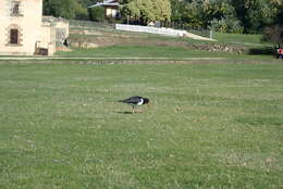 Image of Australian Pied Oystercatcher