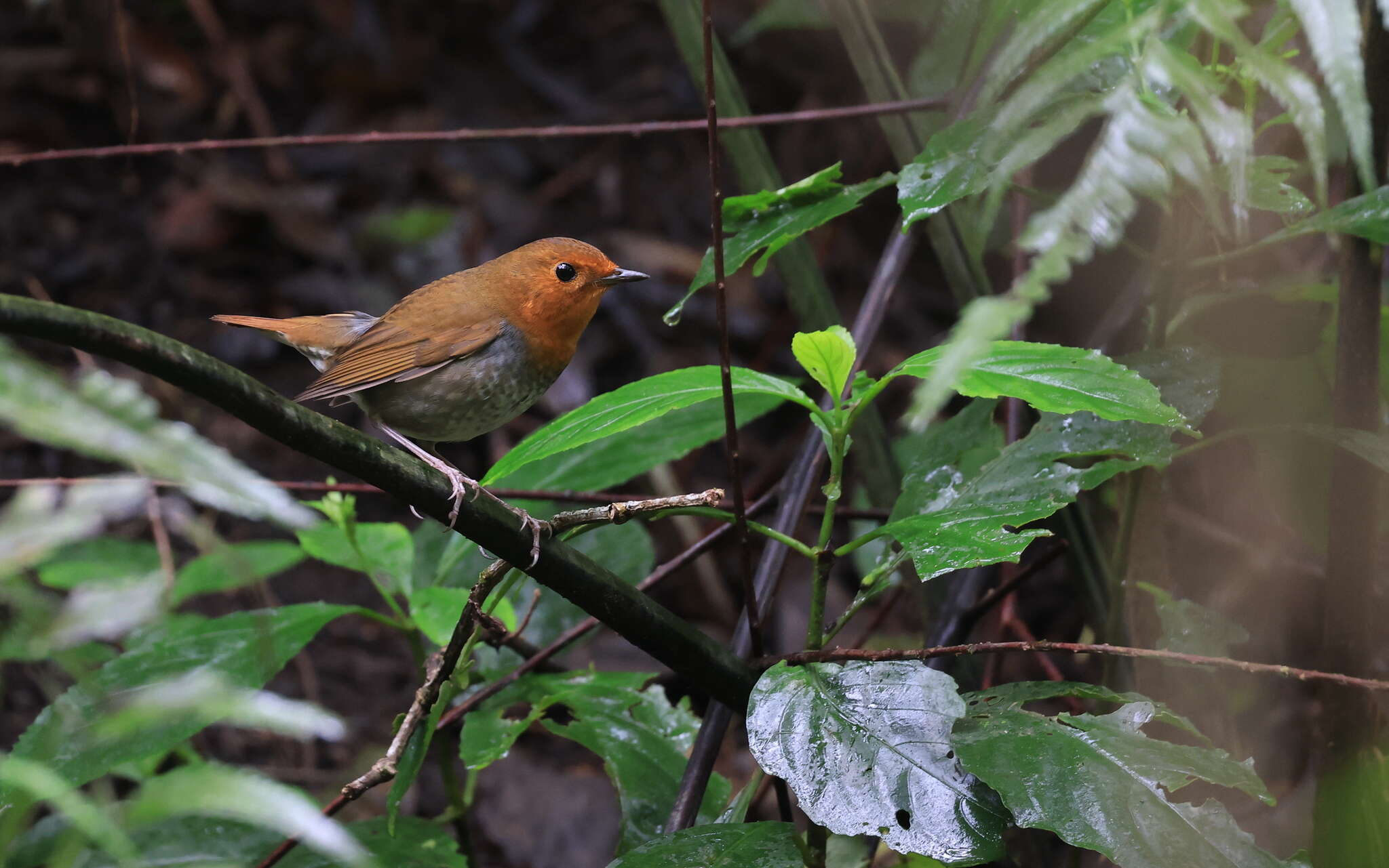 Image of Japanese Robin