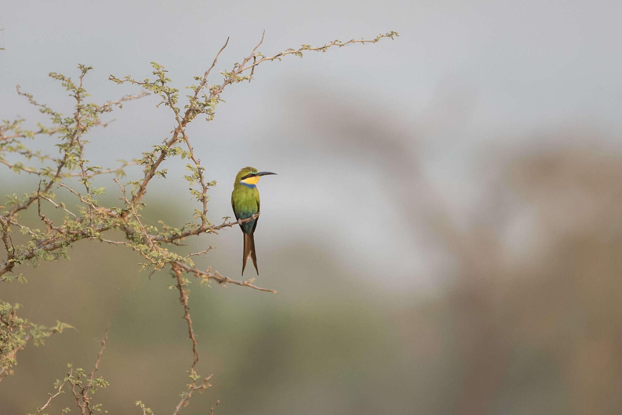 Merops hirundineus heuglini (Neumann 1906)的圖片