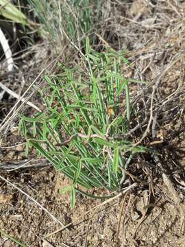 Image of Oxalis tortuosa Lindl.