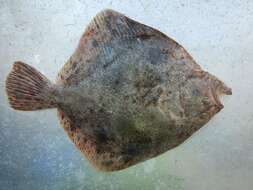 Image of turbots