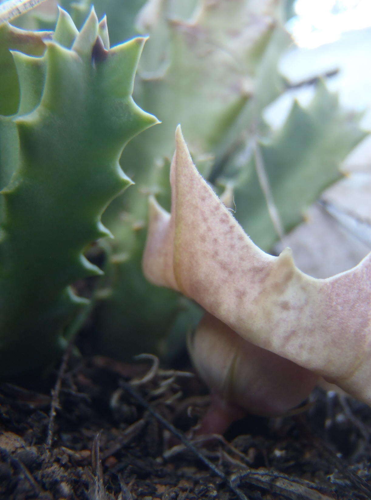 Image of Ceropegia guttata subsp. guttata