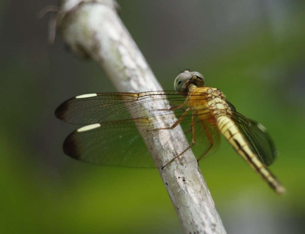 Image de <i>Neurothemis stigmatizans bramina</i> Guerin 1830