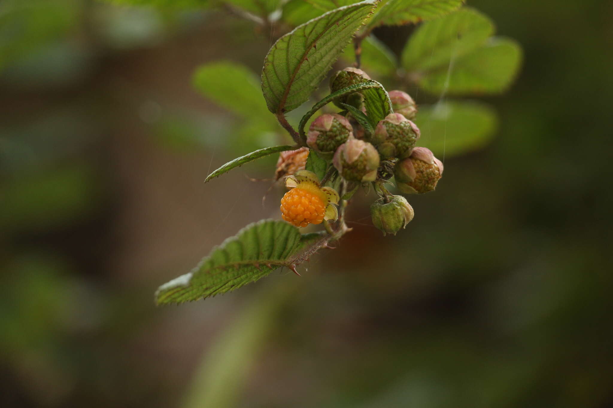 Image of yellow Himalayan raspberry
