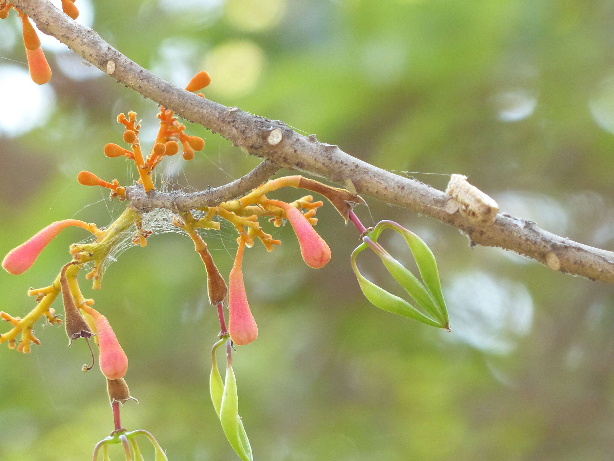 Image of Firmiana colorata (Roxb.) R. Br.