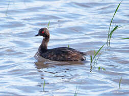 Image of Podiceps nigricollis gurneyi (Roberts 1919)