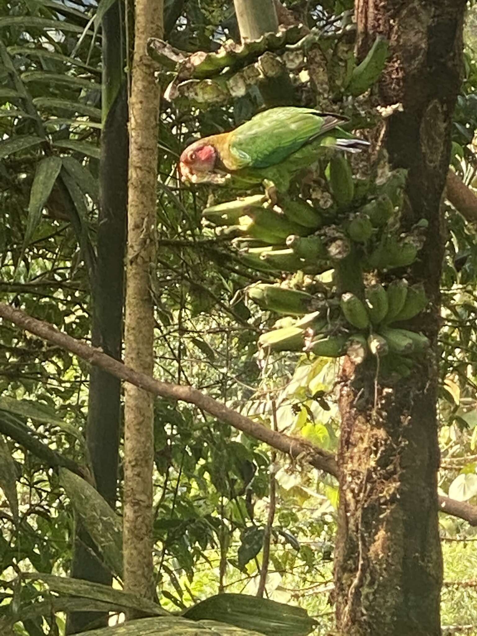 Image of Rose-faced Parrot