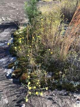 Sivun Helianthus porteri (A. Gray) J. F. Pruski kuva