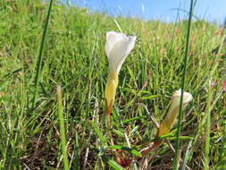 Imagem de Oxalis stictocheila Salter