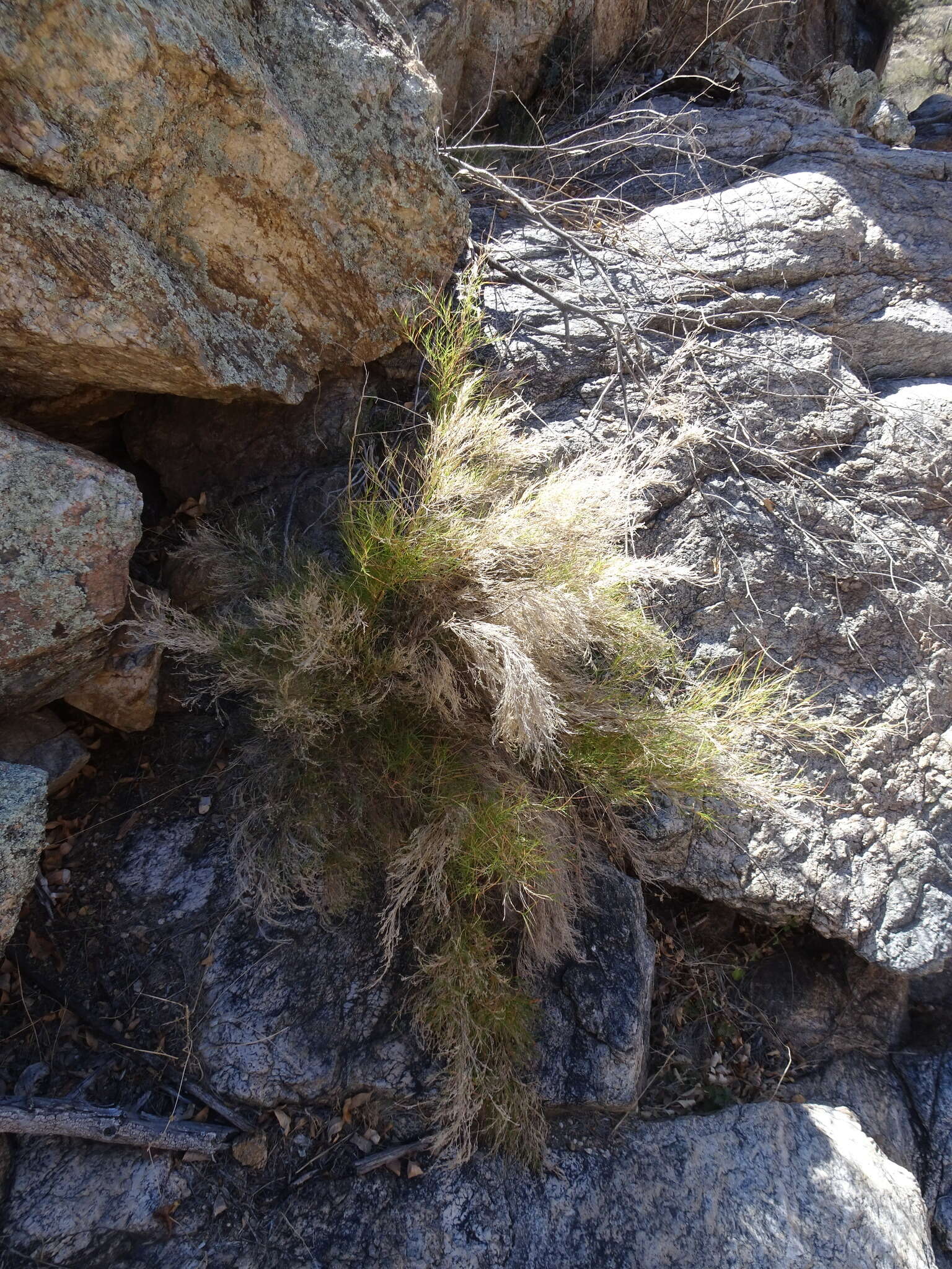 Image de Muhlenbergia dumosa Scribn. ex Vasey