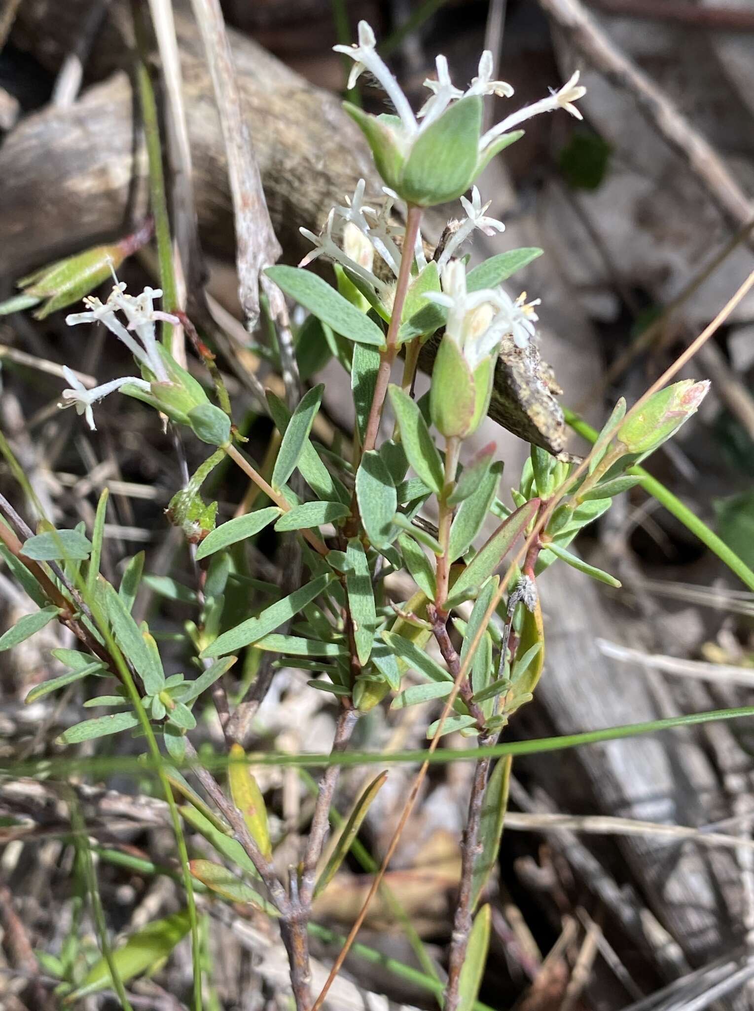 Image of Pimelea angustifolia R. Br.