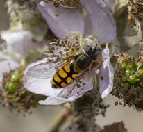 Image of Syrphus octomaculatus Walker 1836