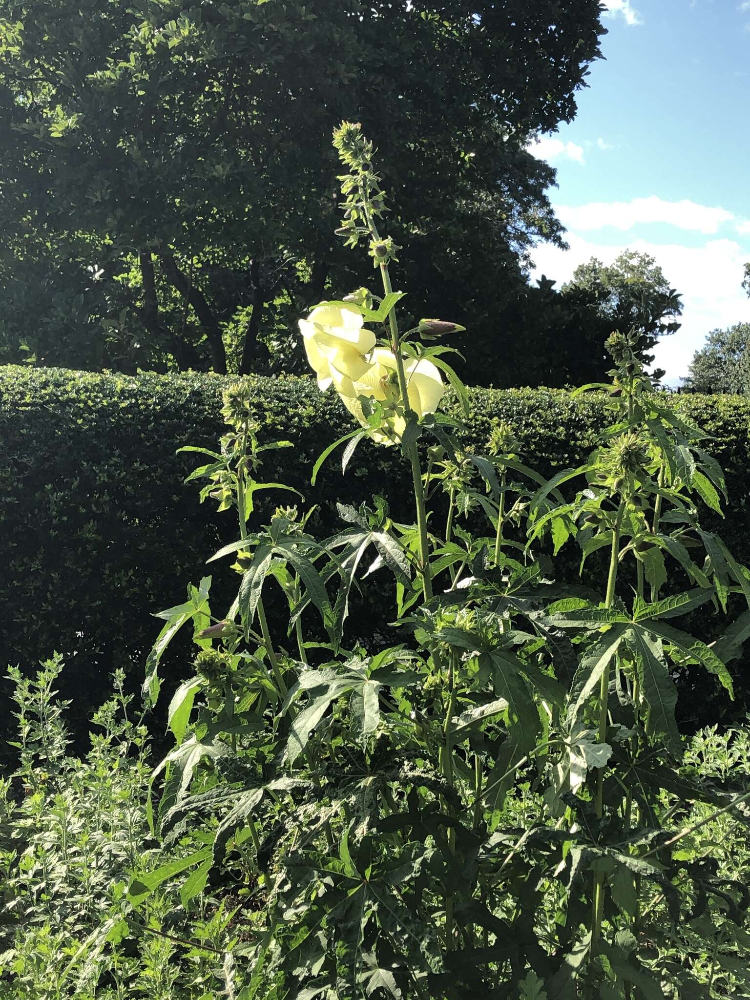 Image of manioc hibiscus