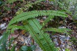 Image of narrow swordfern