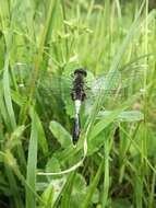 Leucorrhinia caudalis (Charpentier 1840) resmi