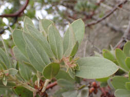 Image of Del Norte manzanita