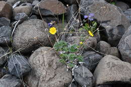 Image de Potentilla chamissonis Hultén