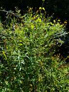 Image of slimleaf sneezeweed