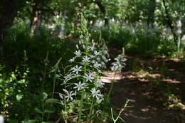 Image of Ornithogalum arcuatum Steven