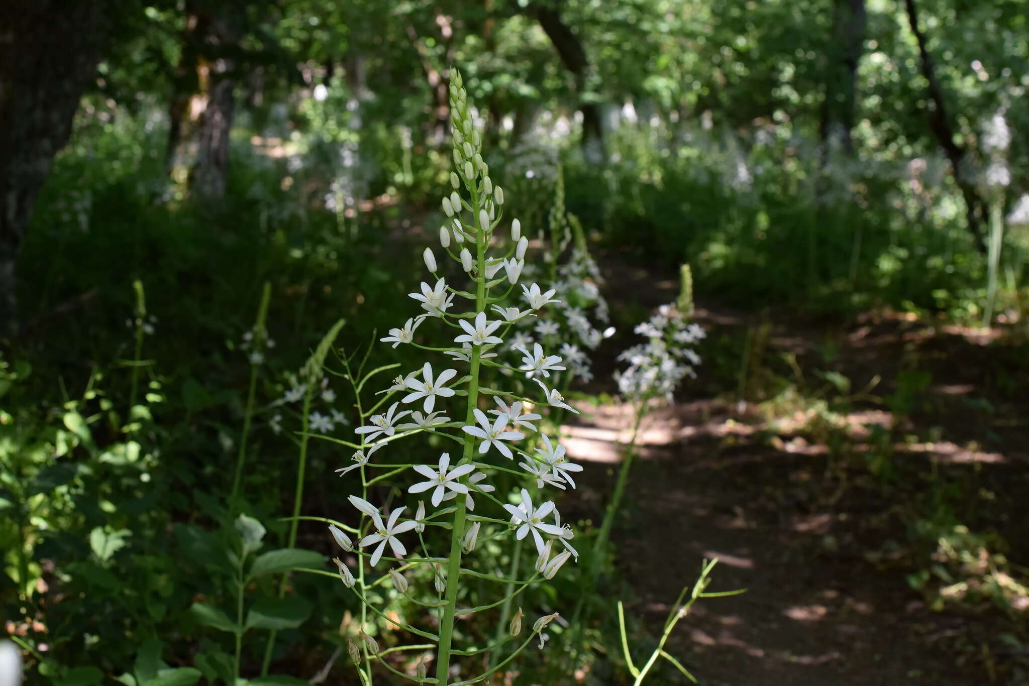 Image of Ornithogalum arcuatum Steven