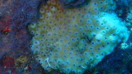 Image of lesser knob coral