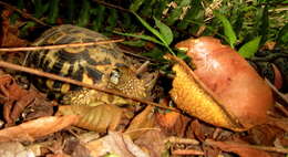 Image of Southeastern hinge-back tortoise