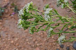 Achillea ptarmicoides Maxim. resmi