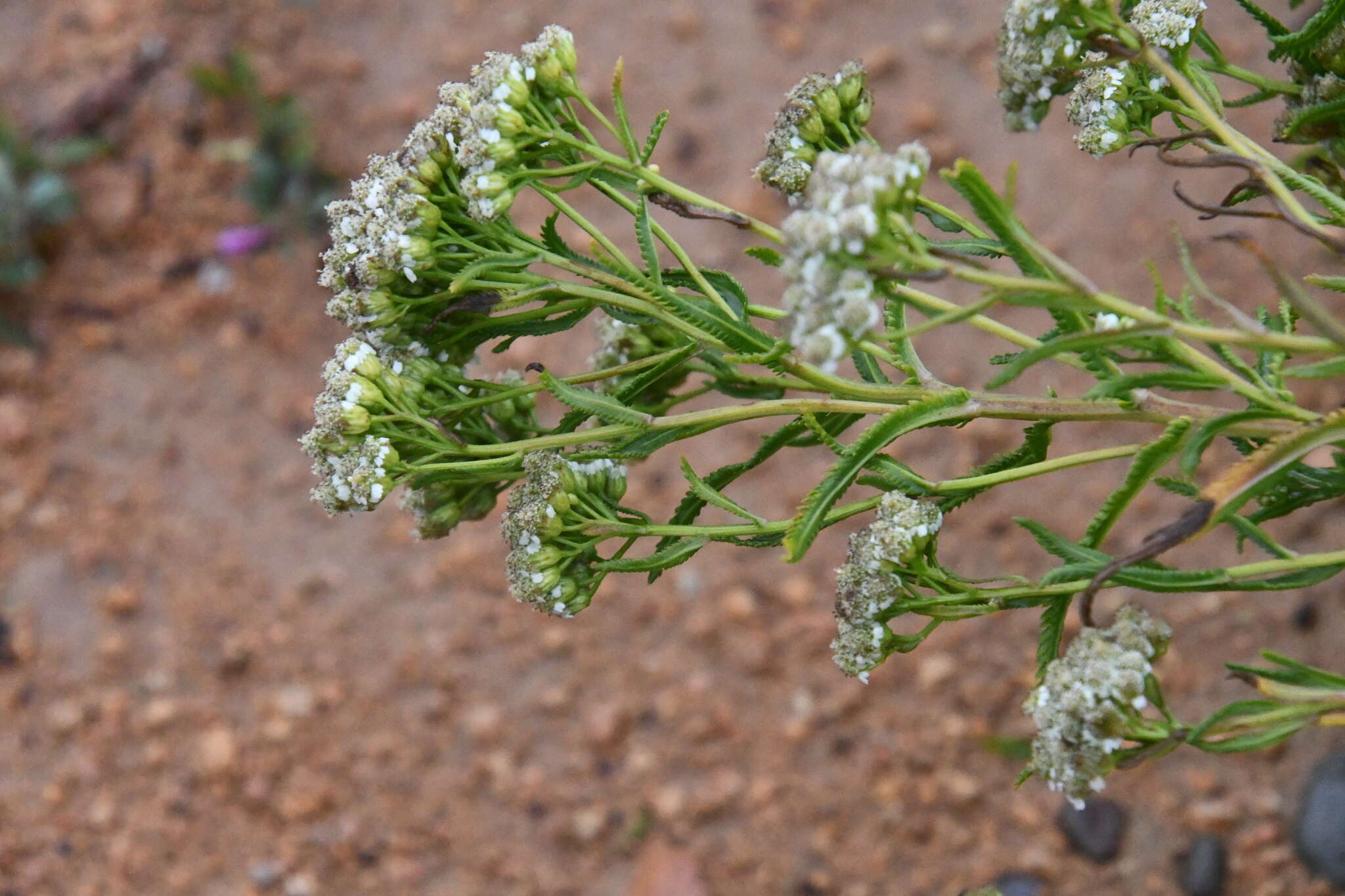 Sivun Achillea ptarmicoides Maxim. kuva