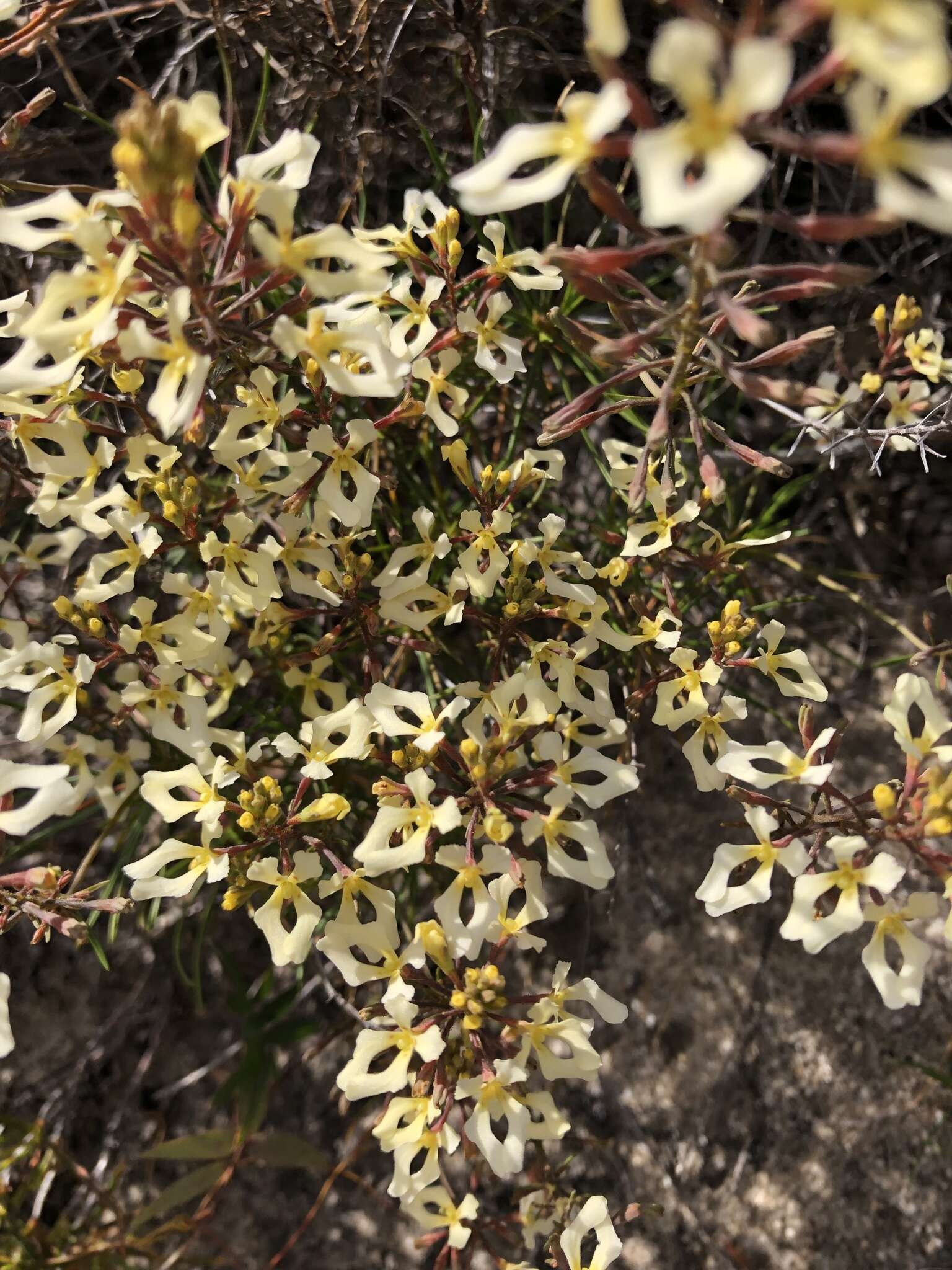 Image de Stylidium inversiflorum Carlq.