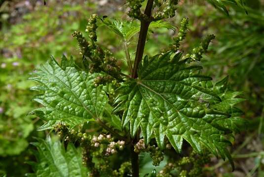 Image de Urtica atrovirens Req. ex Loisel.