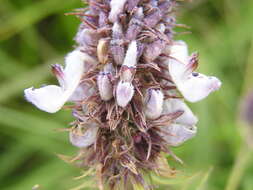 Image of <i>Coleus kirkii</i>