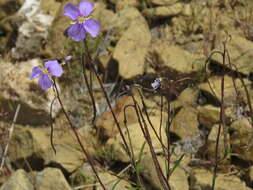 Image of Heliophila suavissima Burch. ex DC.