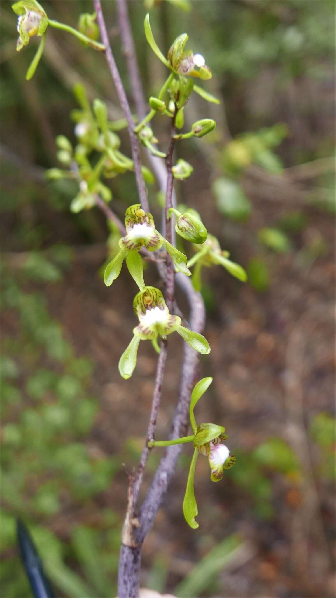 Image de Oeceoclades calcarata (Schltr.) Garay & P. Taylor