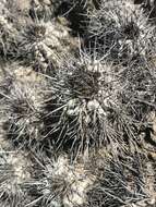 Imagem de Copiapoa calderiana subsp. atacamensis (Middled.) Mottram