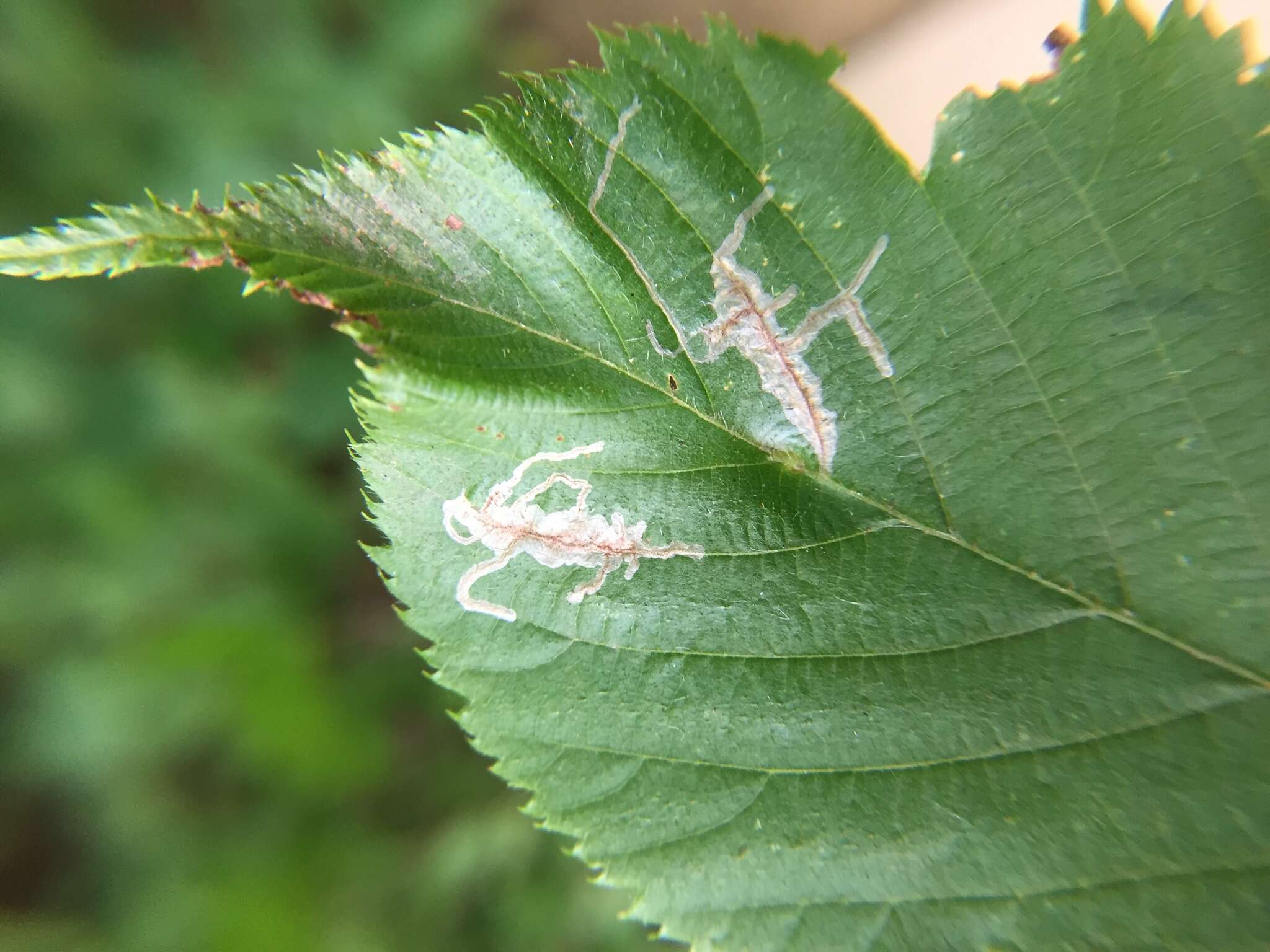 Imagem de Caloptilia ostryaeella (Chambers 1878)