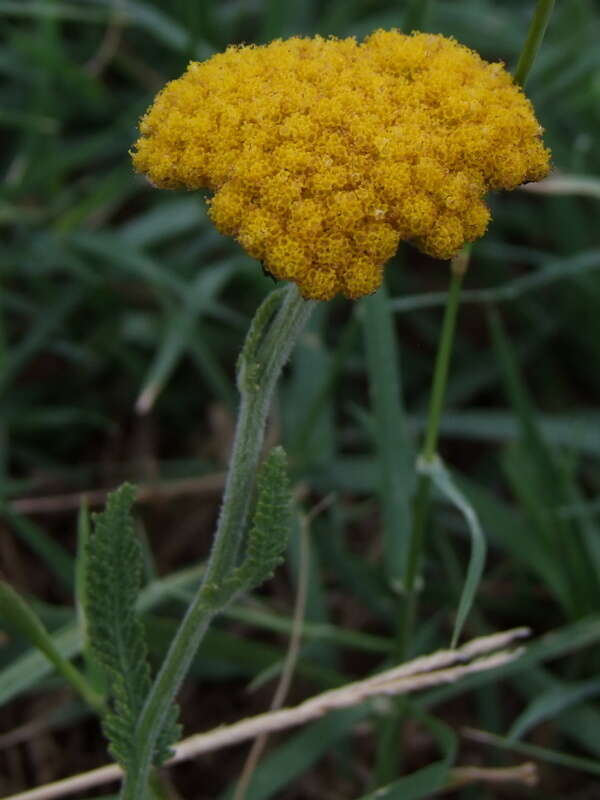 Achillea coarctata Poir.的圖片