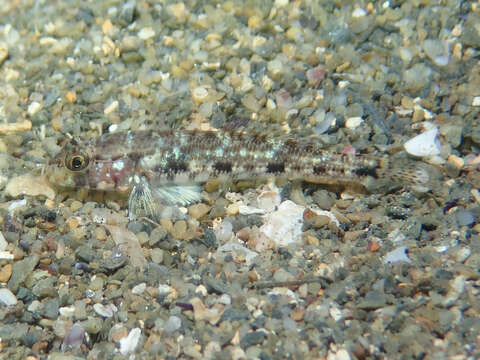 Image of Slender Goby