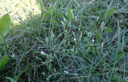 Image of upright chickweed