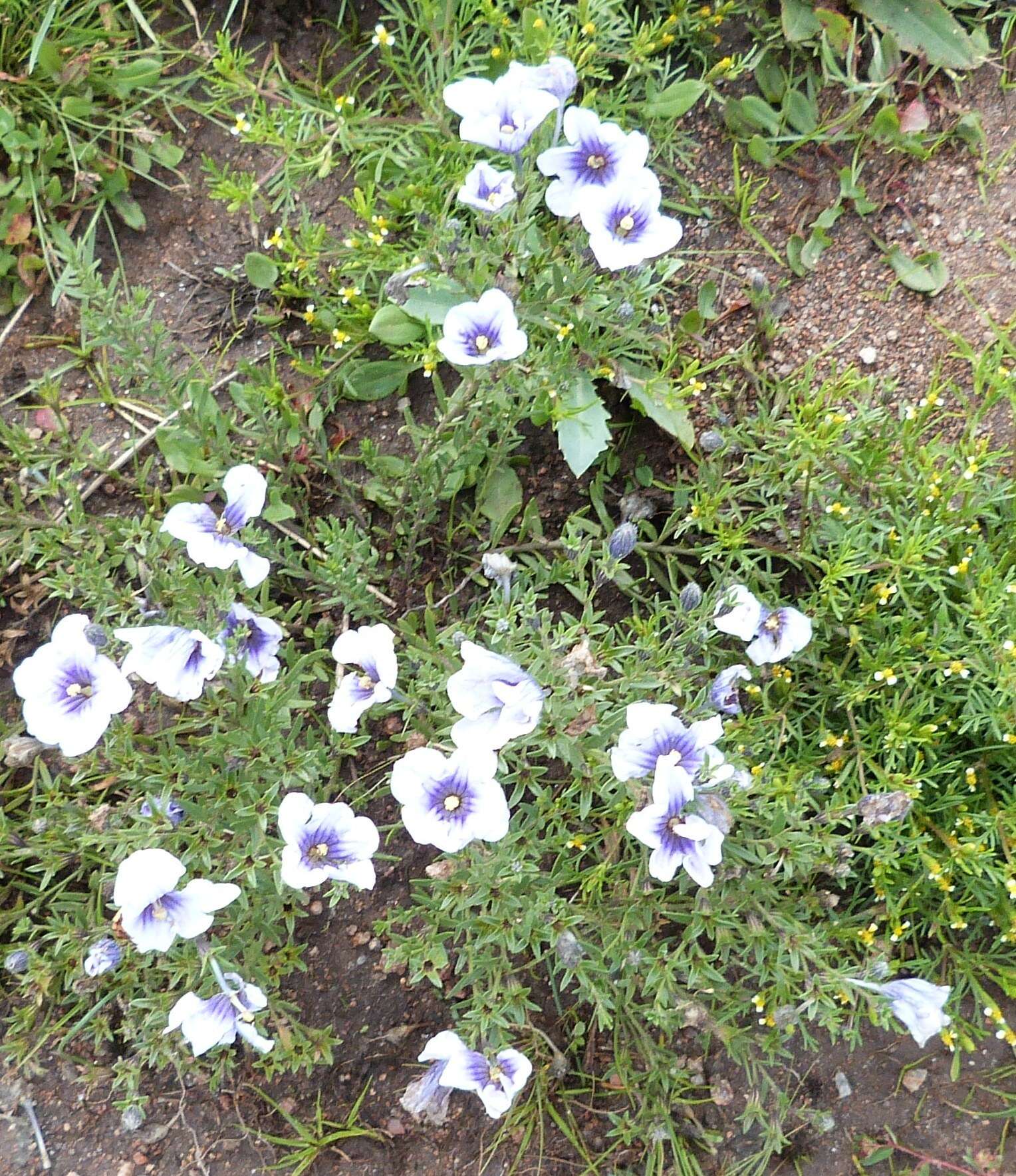 Image of Blue cup flower